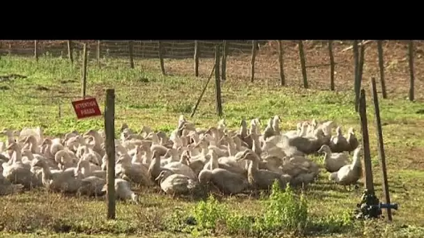 France : les abattages massifs de canards s'accélèrent pour contrer la grippe aviaire