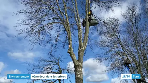 A 69 : les opposants continuent leur combat pour sauver les arbres