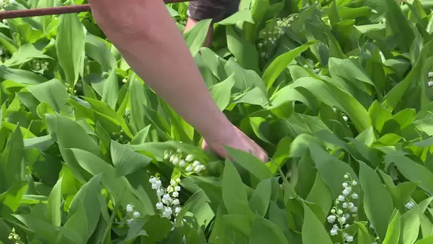 Coronavirus : Loire-Atlantique, la crainte des producteurs de muguet