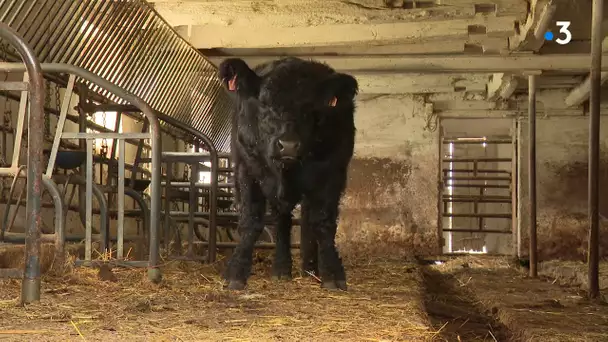 Cavale insolite de deux vaches écossaises à Echevannes, dans le Doubs