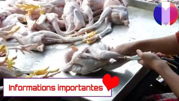 Le scandale de l’industrie du poulet qui vous tue à petit feu