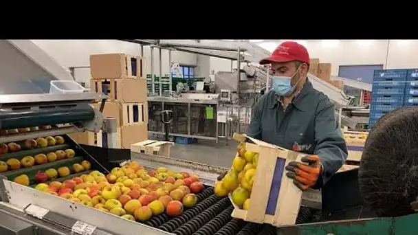 Brexit : l’exportation de fruits belges risque d’être fortement impactée