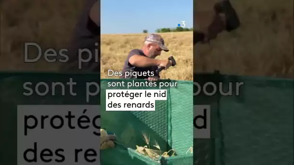Protection des nids de busards cendrés dans les champs avant les moissons #oiseaux #nid #moisson