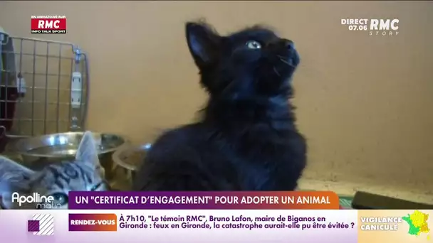Un "certificat d'engagement" pour adopter un animal