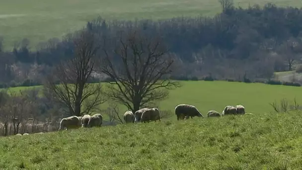 extrait VAP Roquefort : production lait famille Cros