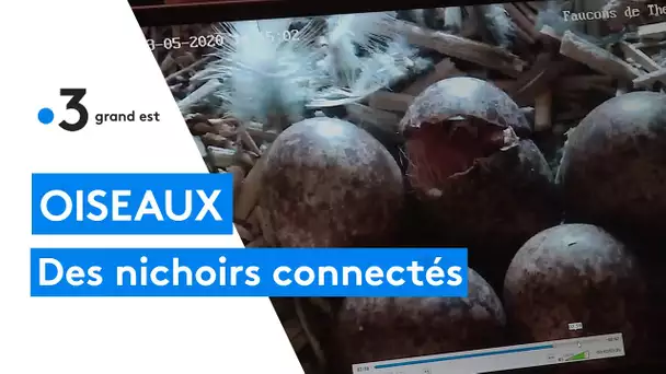 La télé des faucons : les nichoirs connectés de Théding