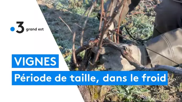 Les exploitants surveillent l'impact des températures froides sur les vignes