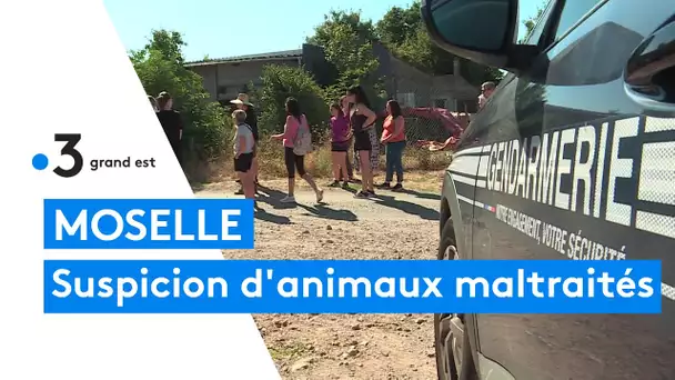 Suspicion de maltraitance animale : des associations investissent une ferme de Moselle