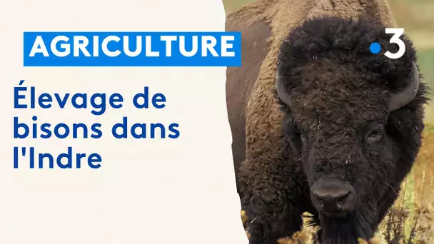 Premier élevage de bisons en Centre-Val de Loire