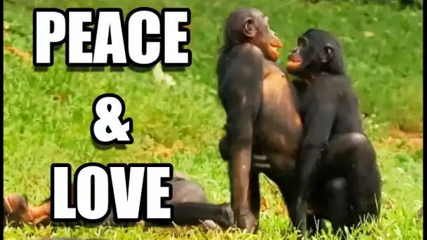 Sexe : les bonobos ont-ils tout compris ? - ZAPPING SAUVAGE