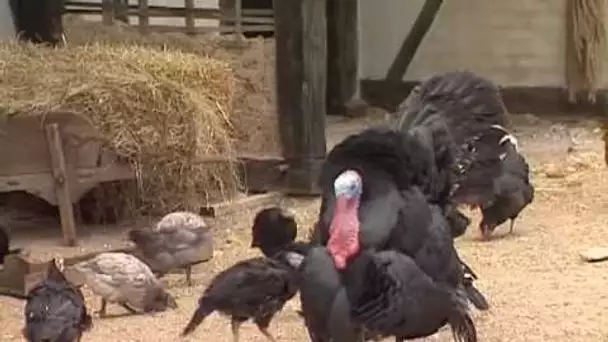 Les animaux de la ferme : le coq et la poule