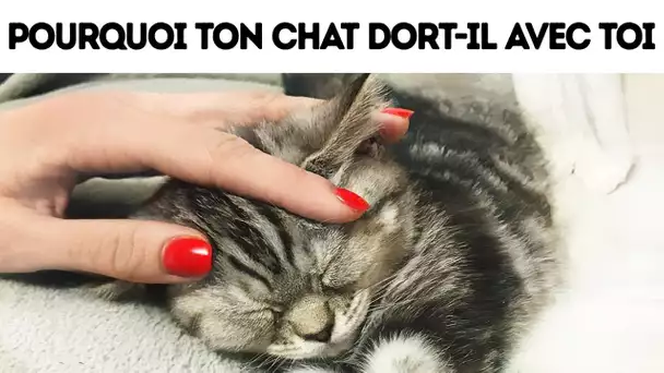 Voici Pourquoi Ton Chat Aime Dormir Sur Ton Lit