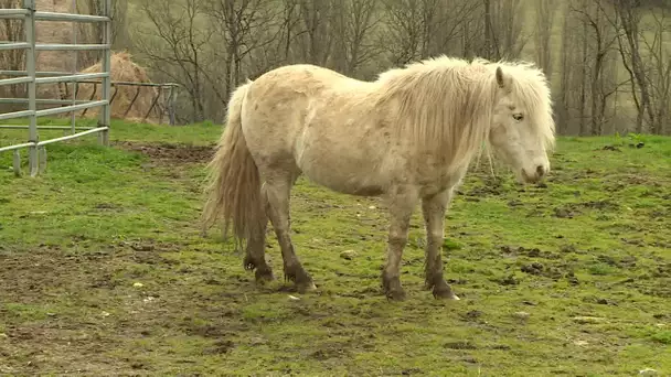 Equitation : pénurie de chevaux dans les centres équestres