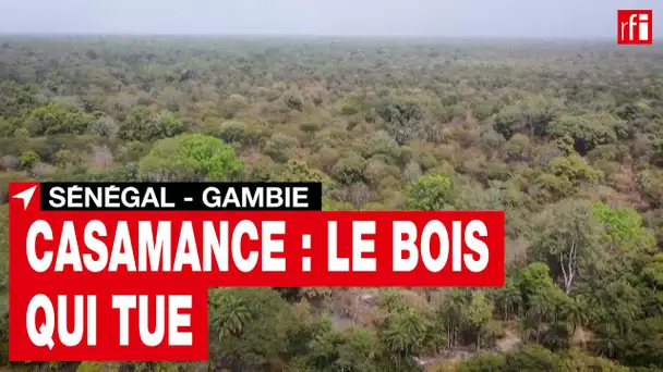 Le trafic de bois de rose au cœur des tensions à la frontière entre la Gambie et la Casamance • RFI