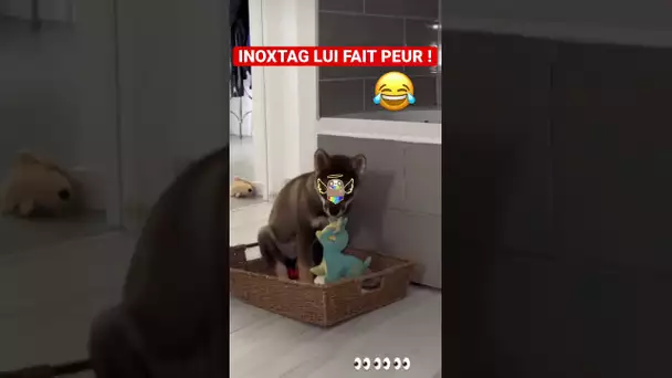 INOXTAG FAIT PEUR À SON CHIEN ACE ! 😂🐶