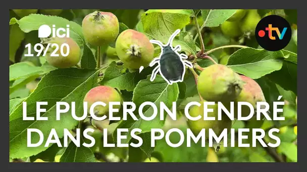 Contre le puceron cendré, les arboriculteurs réclament la réintroduction d'un pesticide interdit