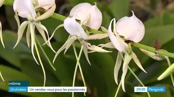 Un salon de l'orchidée à Brantôme