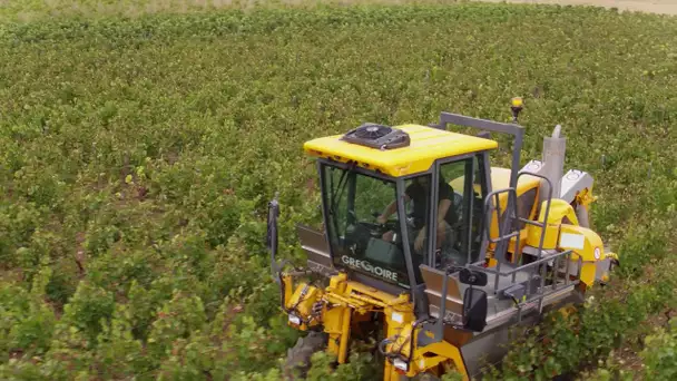 Les vendanges 2017 en Bourgogne-Franche-Comté