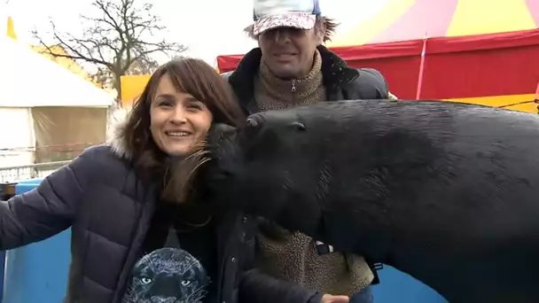 Animaux, dans les coulisses d'un cirque