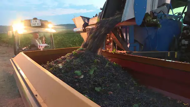 Var : Puget-Ville démarre ses vendanges en premier