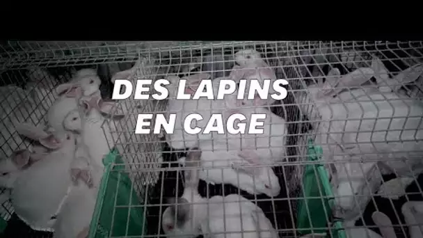 L214 montre dans une vidéo des lapins entassés dans un élevage des Deux-Sèvres
