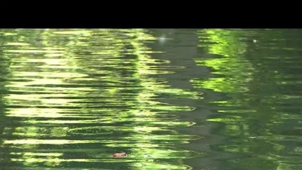 Au fil de l'eau : la Sâone à hauteur de Trévoux (Ain)