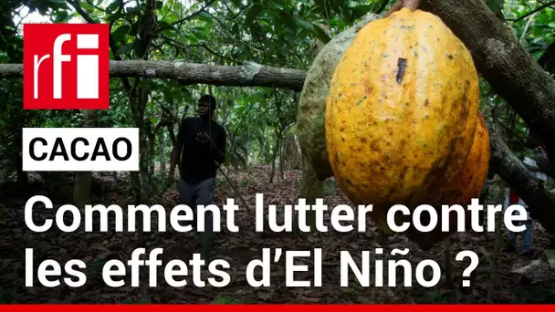 Côte d’Ivoire : la culture du cacao menacée par El Niño ? • RFI