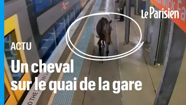 Sydney : un cheval se retrouve sur le quai d'une gare après s'être échappé de son écurie