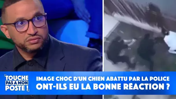 Image choc d'un chien abattu par la police : ont-ils eu la bonne réaction ?