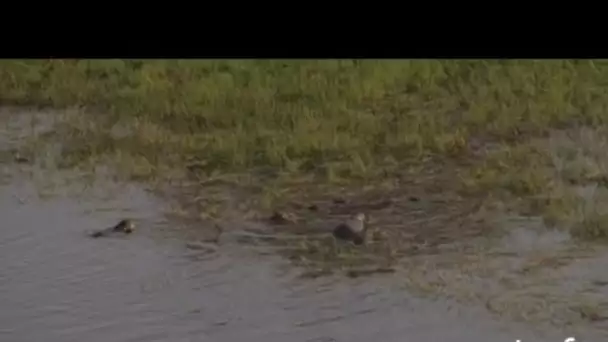 Botswana : hippopotames dans les marécages
