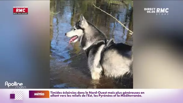 Nord : un couple accuse le maire de Bérelles d'avoir tué son chien à coups de fusil