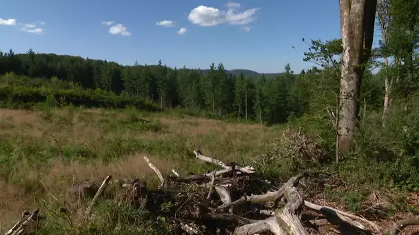 Bourgogne : la réglementation en matière de coupes rases se durcit dans les forêts du Morvan