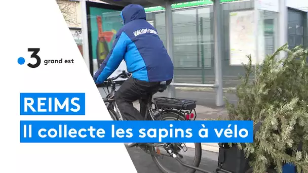 Reims : ce coursier ramasse les sapins de Noël à vélo