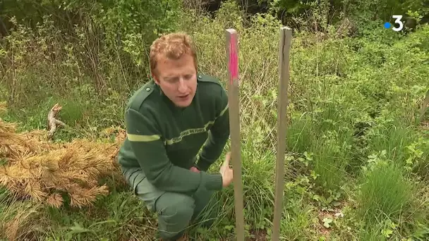 En Isère, l'ONF teste la plantation d'arbres qui pourraient résister au dérèglement climatique