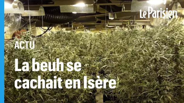 Trafic de drogue : 4000 pieds de cannabis saisis dans une ferme clandestine en Isère