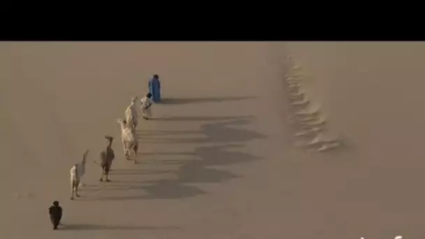 Mauritanie : dunes de sable, quatre dromadaire