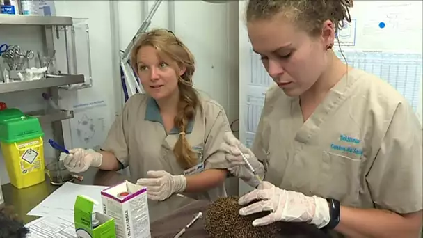 Hôpital de la faune d'Aquitaine, le centre LPO d'Audenge fait appel aux dons des particuliers