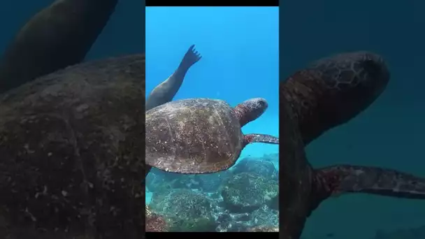 Ce Que Tu Trouveras À L'intérieur De La Carapace D'une Tortue