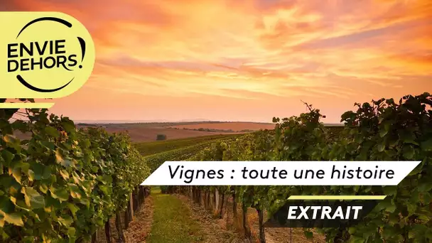 Envie dehors ! Vignes : toute une histoire [extrait]