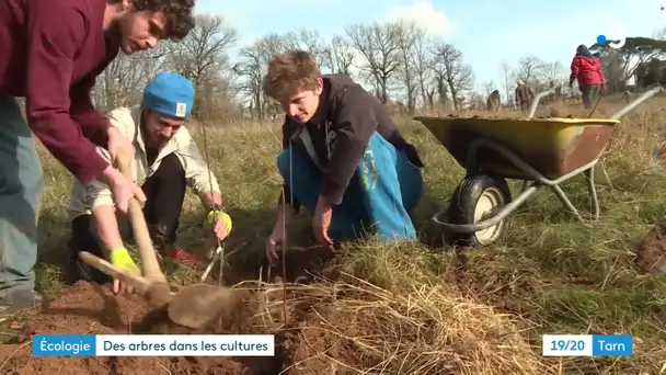 Des arbres et des poules, l'union fait la force