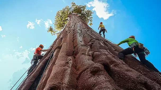 😮💚 Où peut-on trouver le séquoia le plus gigantesque du monde ?