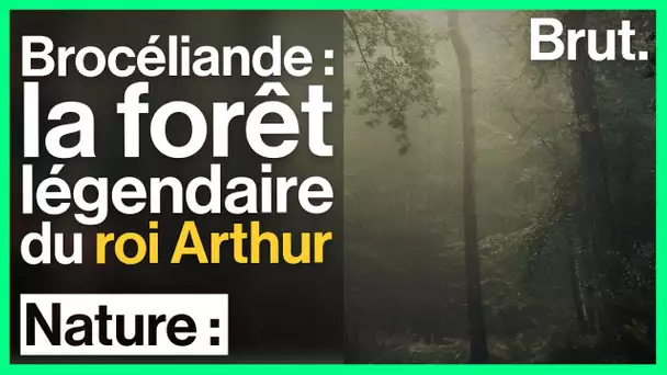 Brocéliande : la forêt légendaire du roi Arthur