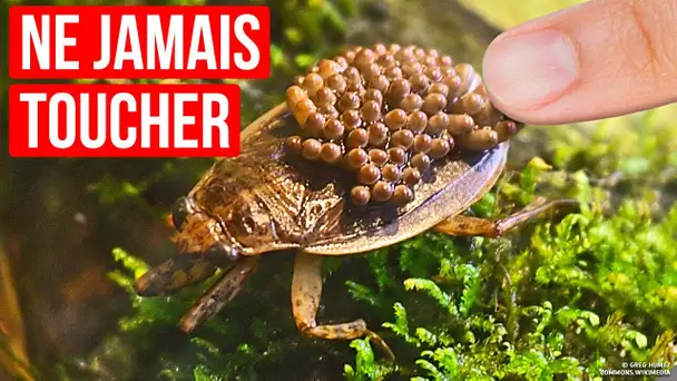 Insecte aquatique dangereux que vous ne devriez jamais, jamais toucher ! Fuyez si vous l'apercevez !