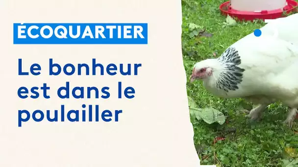 Le bonheur est dans le poulailler de Vendin-le-Vieil