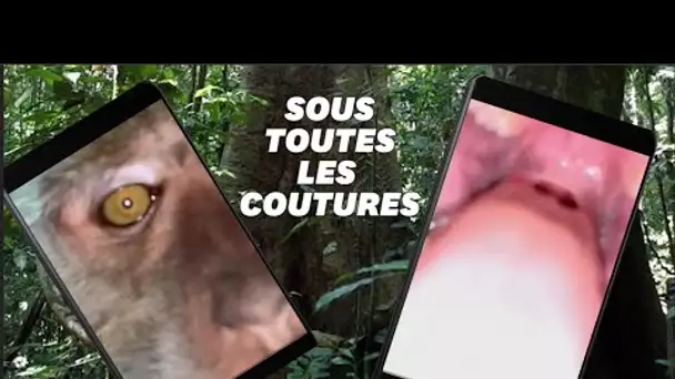 Un singe se filme avec un smartphone volé (et manque de l'avaler)