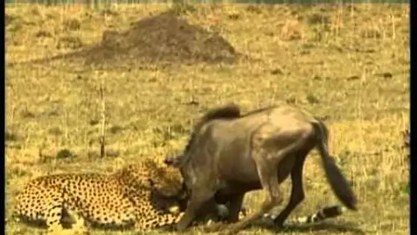 Les Prédateurs de la savane africaine