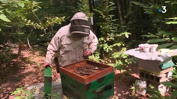 Miel : les années noires se suivent pour les apiculteurs