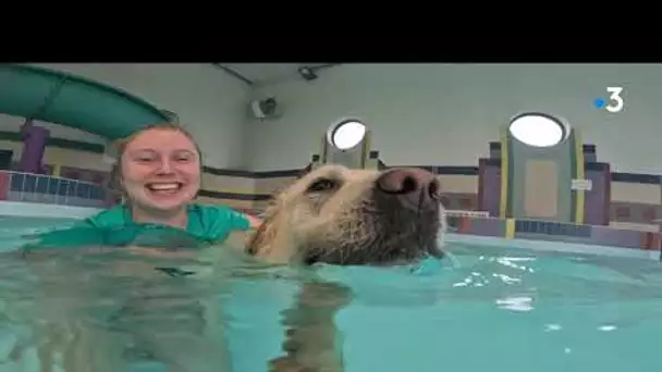 Insolite. Cette piscine propose la baignade aux chiens accompagnés de leur maître