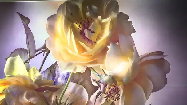 Biennale de Nice : roses géantes de Nick Knight et bouquets numériques de David Hockney