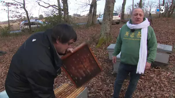 Apiculture : entre fraîcheur et canicule l'année 2019 a été dure pour la production de miel